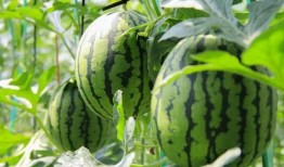 山西吃瓜群众免费吃瓜微信,山西“吃瓜群众”免费畅享夏日瓜果盛宴